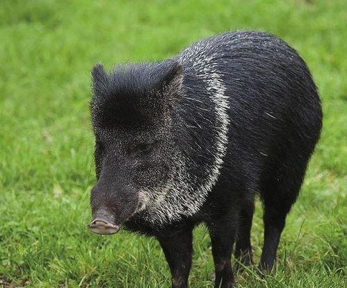 巴中野猪爆料事件始末最新消息,真相大白，幕后黑手浮出水面