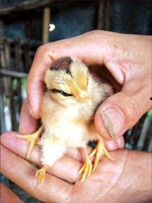 小小鸡最新爆料,娱乐圈最新爆料大起底！